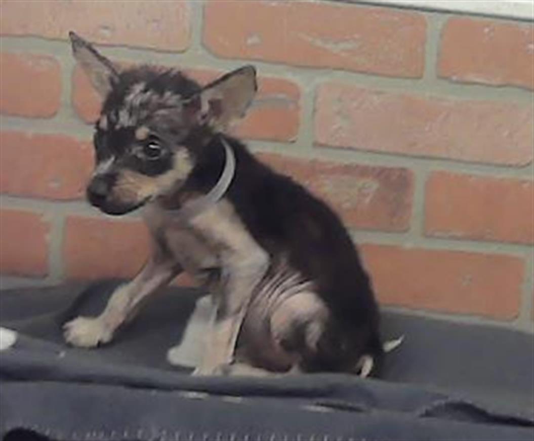 Adoptable Dog