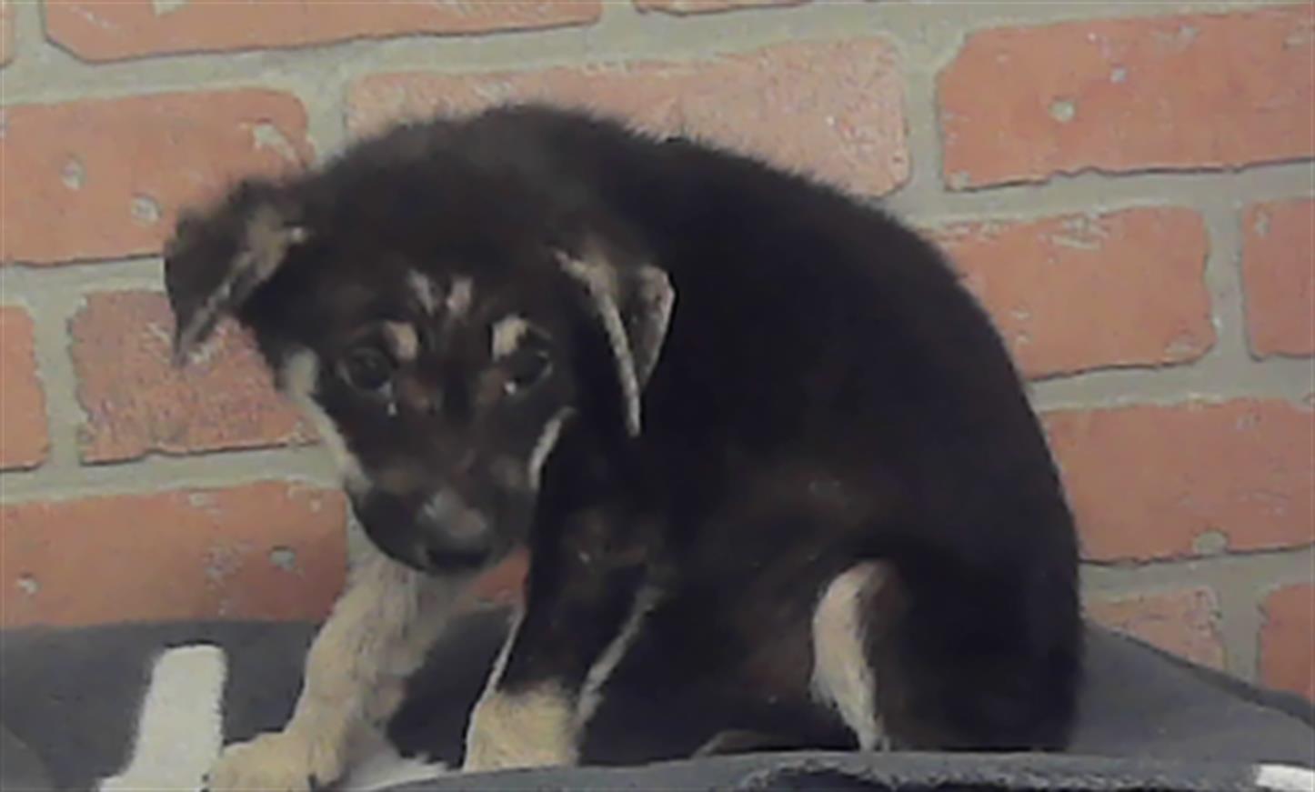 Adoptable Dog