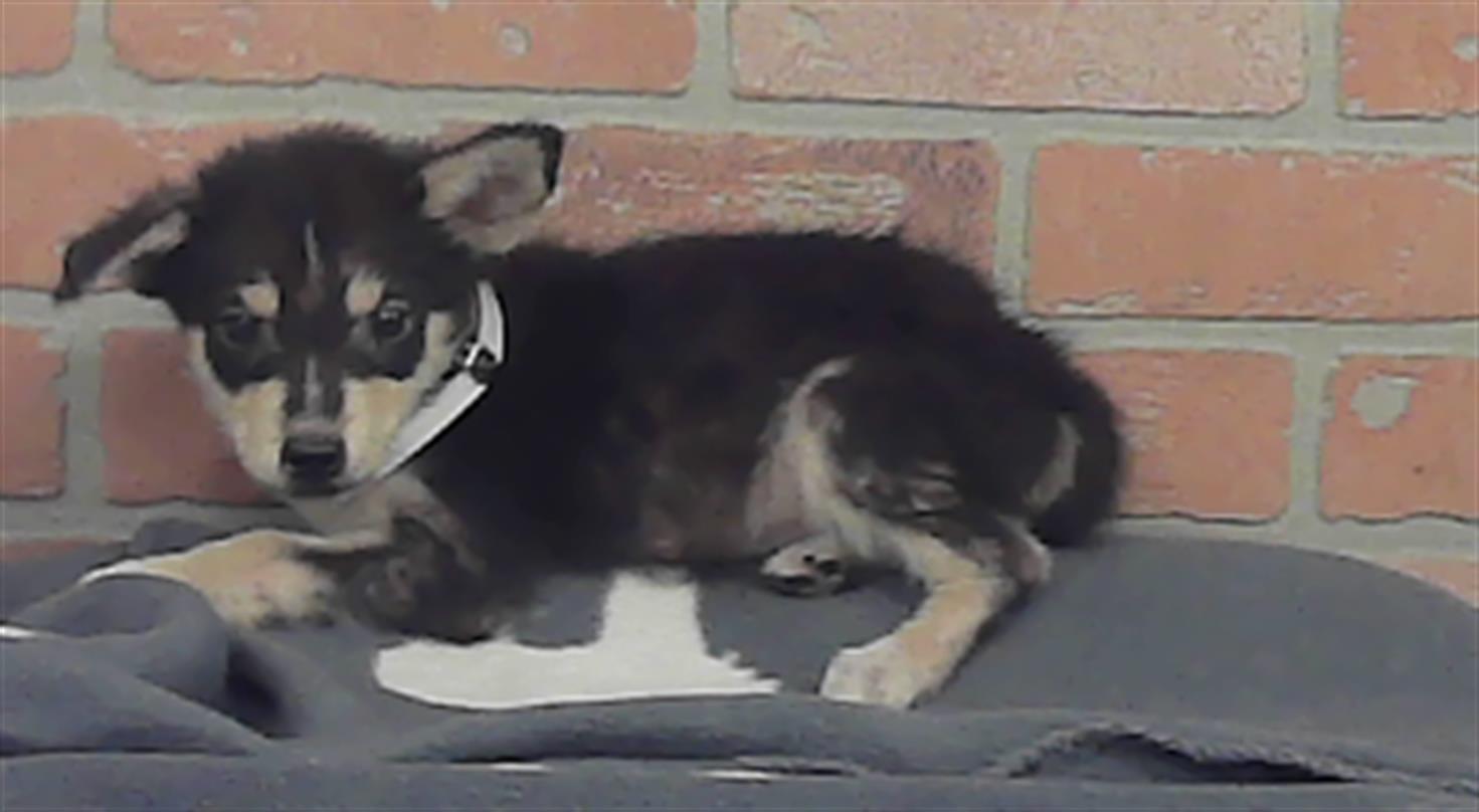 Adoptable Dog
