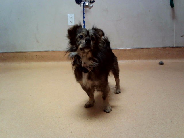 Statler