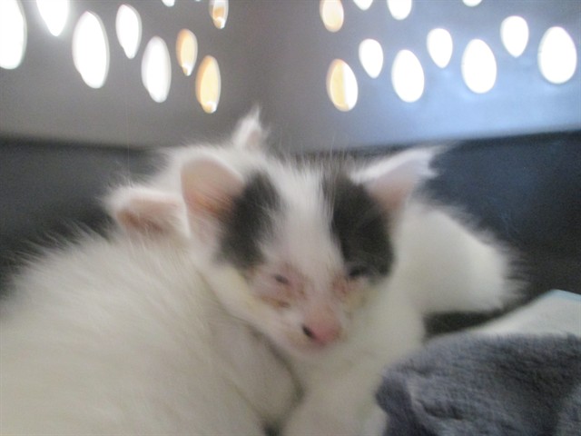 Adoptable Cat