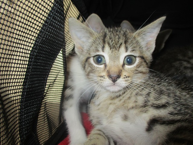 Adoptable Cat