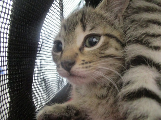 Adoptable Cat