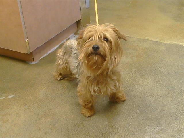 Adoptable Dog