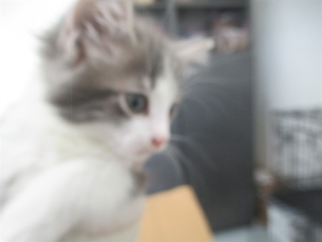 Adoptable Cat