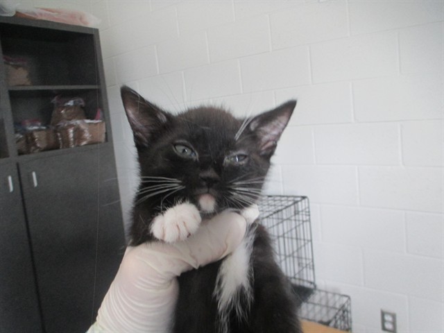 Adoptable Cat