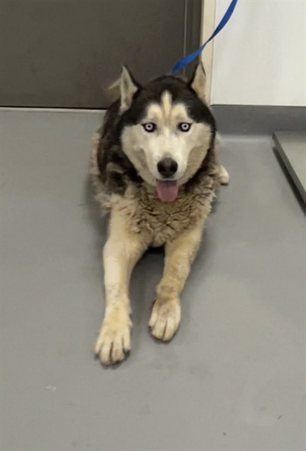 Adoptable Dog