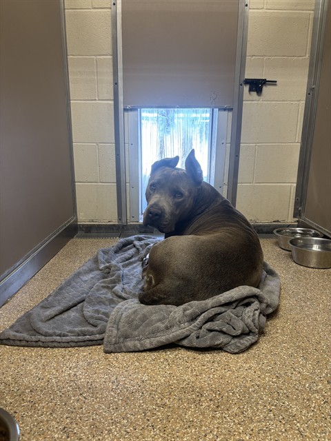 Adoptable Dog