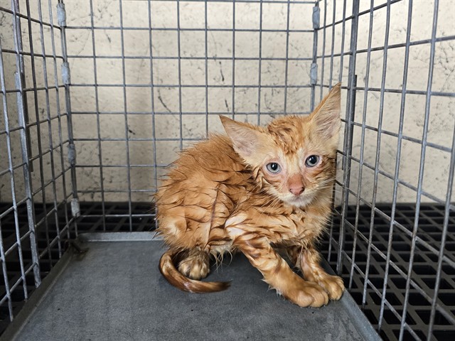 Adoptable Cat