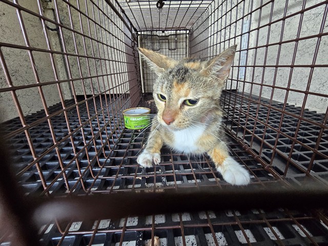 Adoptable Cat