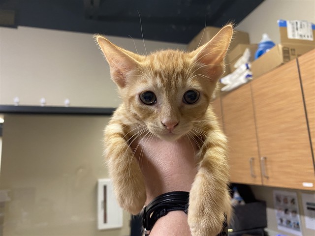 Adoptable Cat
