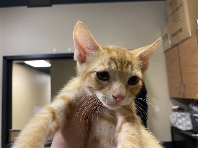 Adoptable Cat