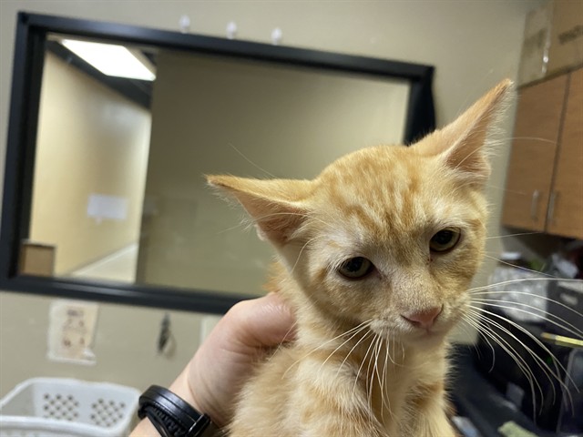 Adoptable Cat