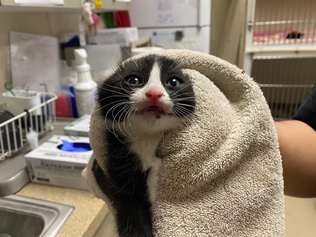 Domino