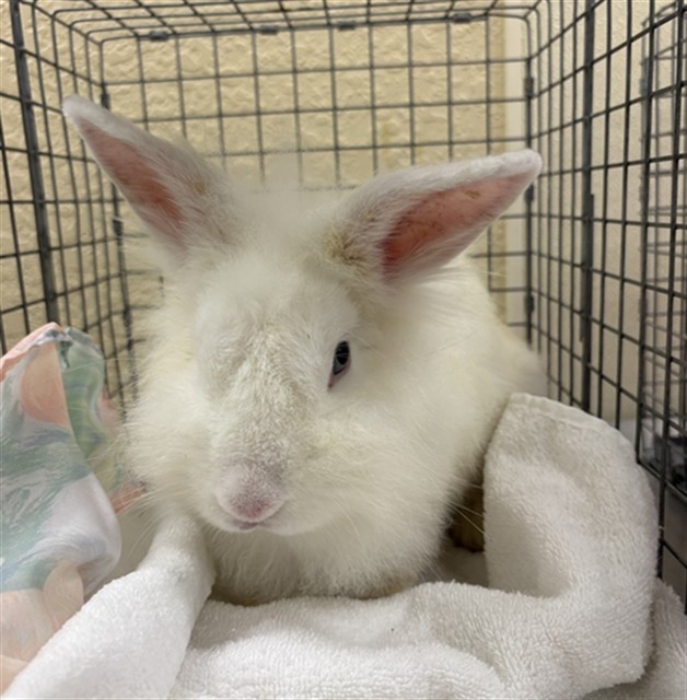 Adoptable Other