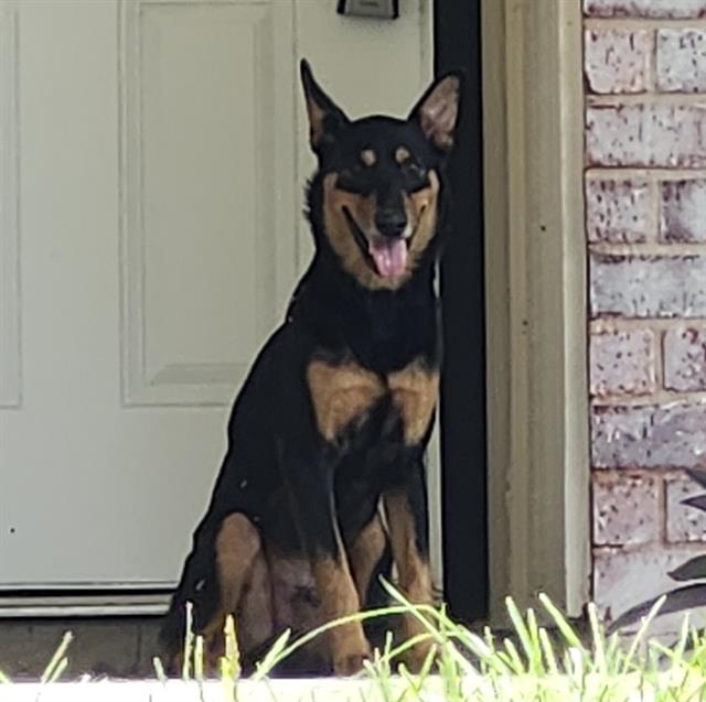 Scoobert