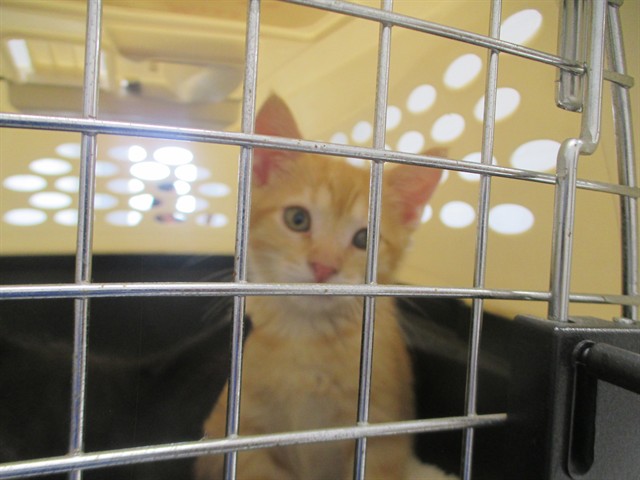 Adoptable Cat