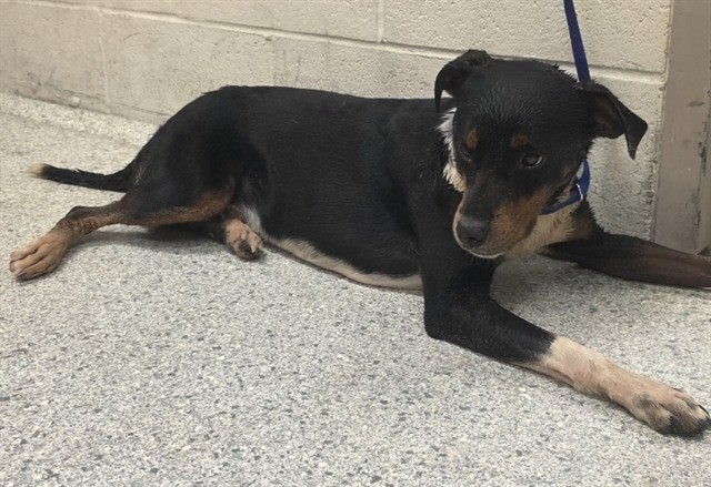 Adoptable Dog