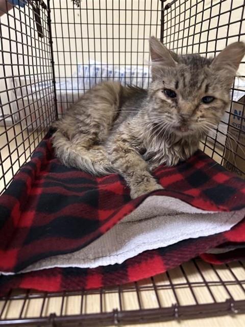 Adoptable Cat