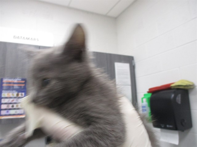 Adoptable Cat