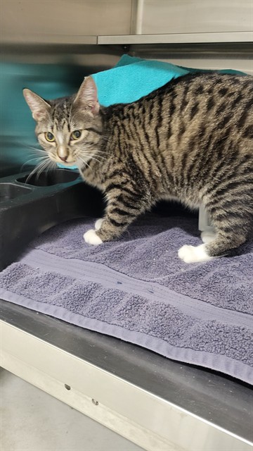 *Dolly Pawton