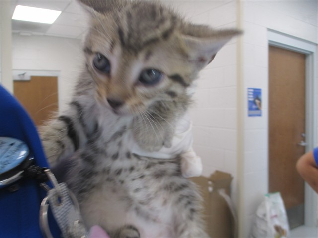 Adoptable Cat