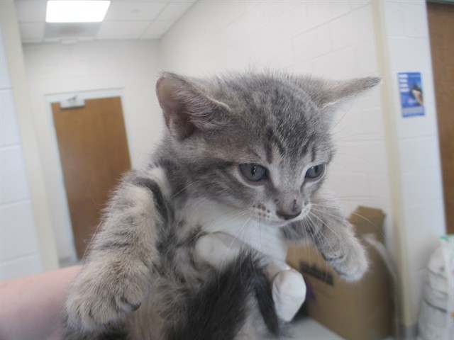 Adoptable Cat