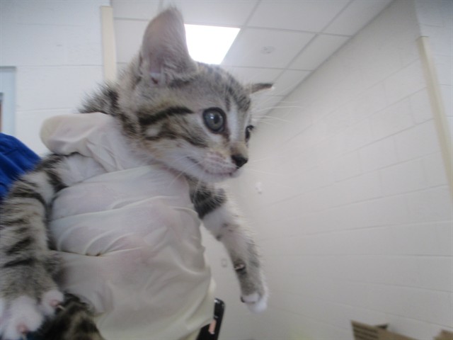 Adoptable Cat