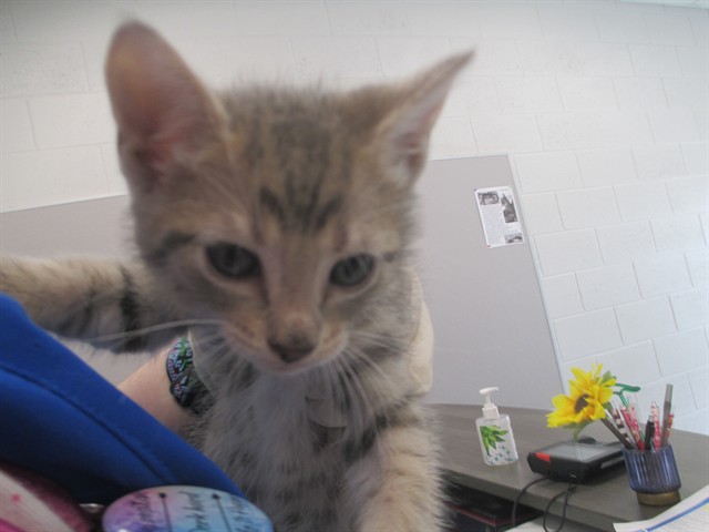 Adoptable Cat