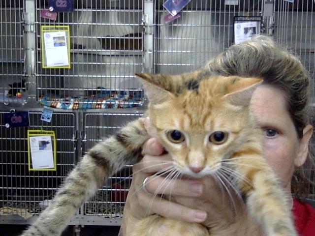 Adoptable Cat