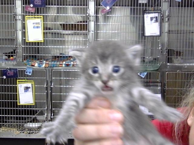 Adoptable Cat