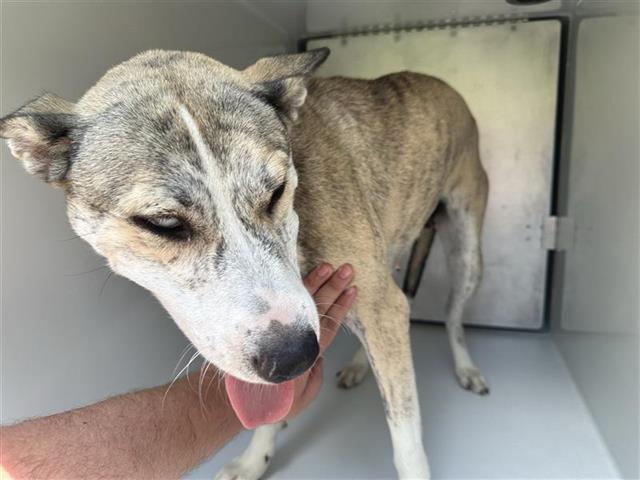 Adoptable Dog
