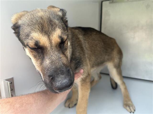 Adoptable Dog