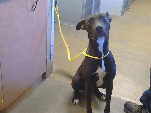 Adoptable Dog