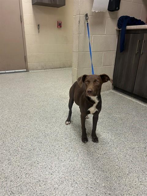 Adoptable Dog