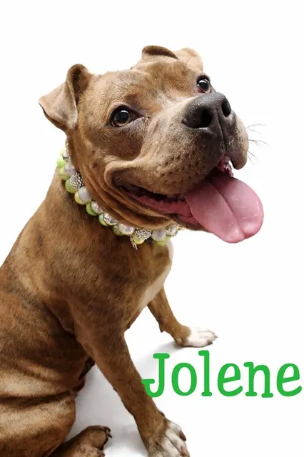Jolene