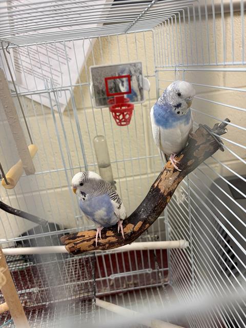 Adoptable Bird