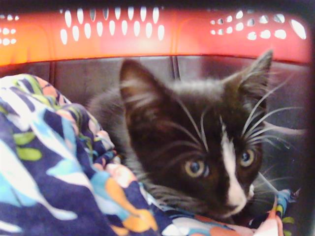 Frodo