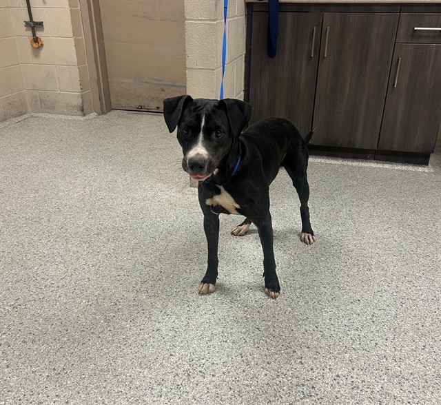Adoptable Dog