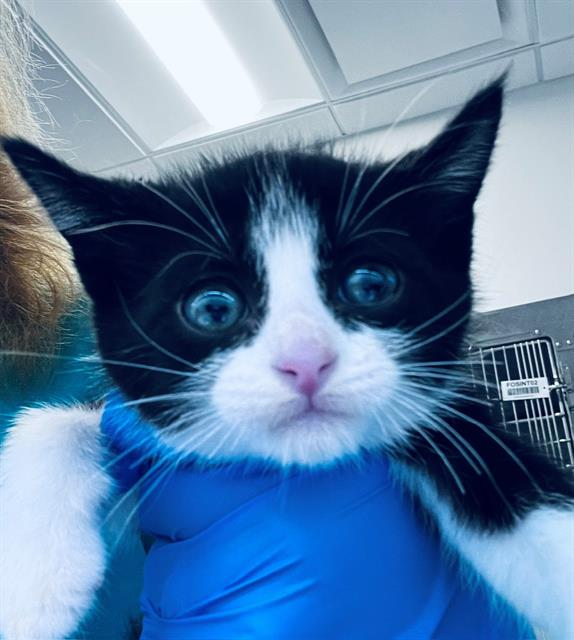 Adoptable Cat