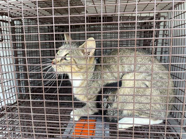 Adoptable Cat