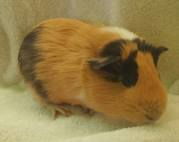 Robbie