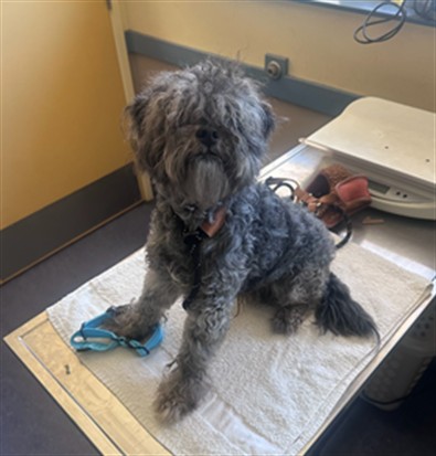 Adoptable Dog