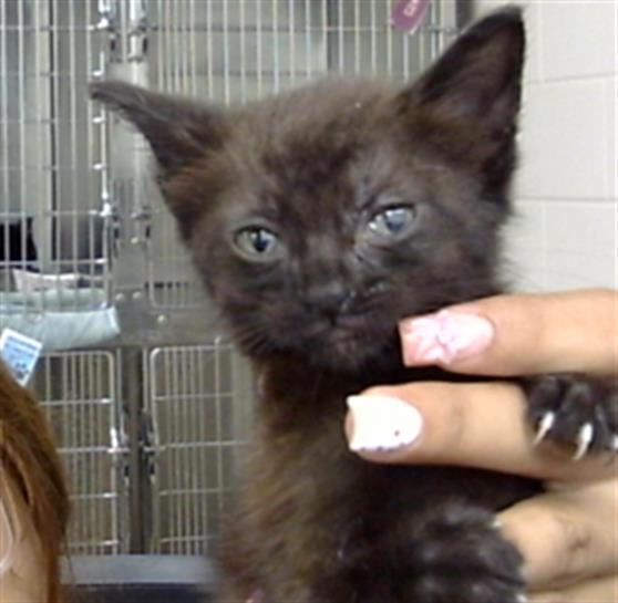 Adoptable Cat