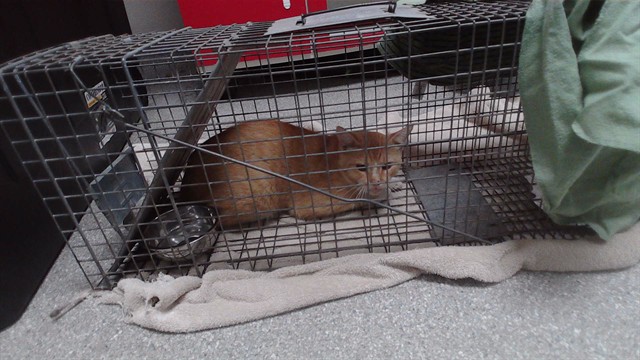 Adoptable Cat