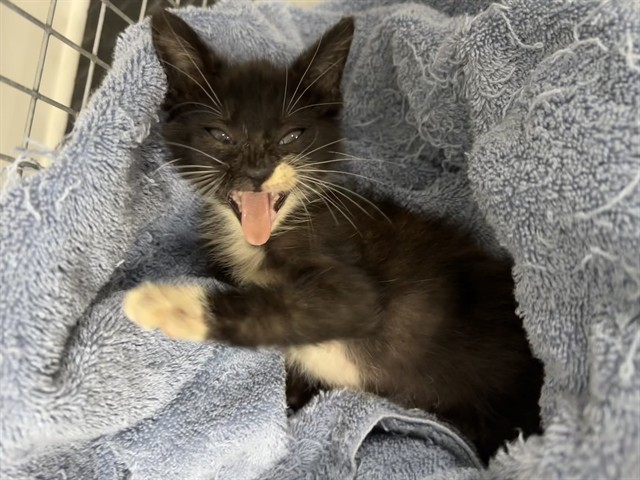 Adoptable Cat