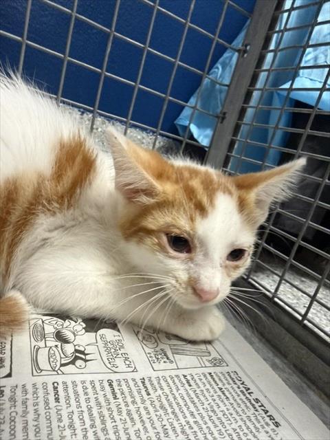 Adoptable Cat