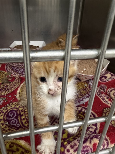 Adoptable Cat