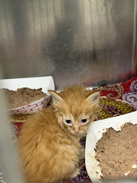 Adoptable Cat
