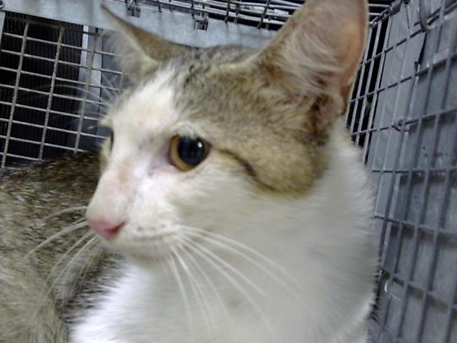 Adoptable Cat